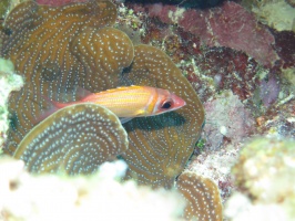 81 Longjaw Squarrelfish IMG 3824